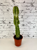 Euphorbia Ingens Variegata Marmorata fi17