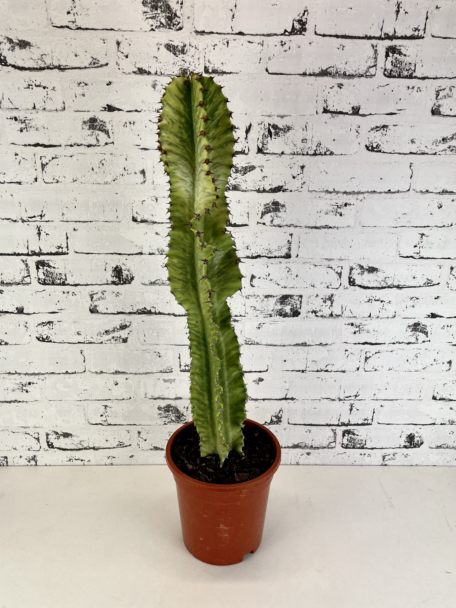 Euphorbia Ingens Variegata Marmorata fi17