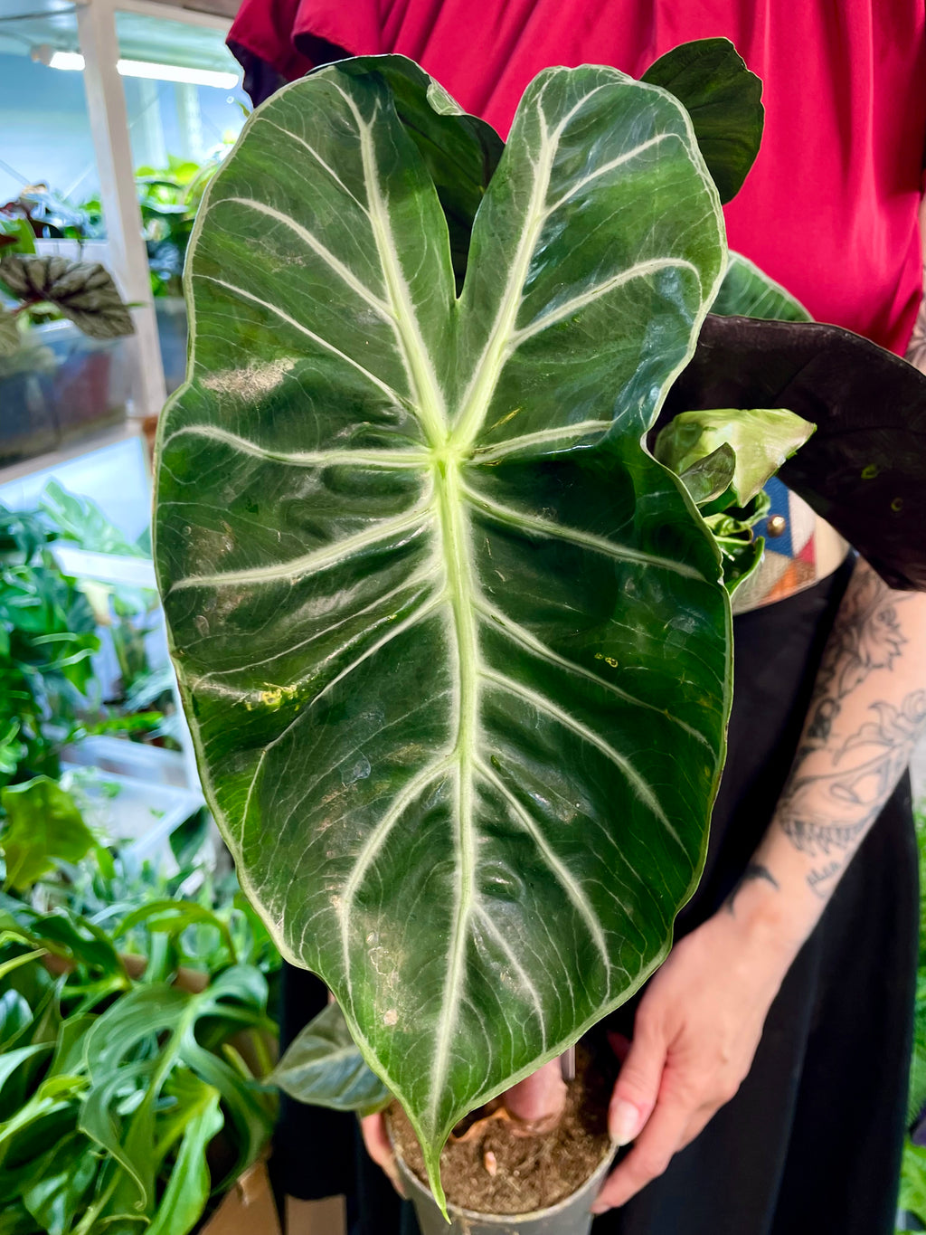 Alocasia Pink Dragon fi14