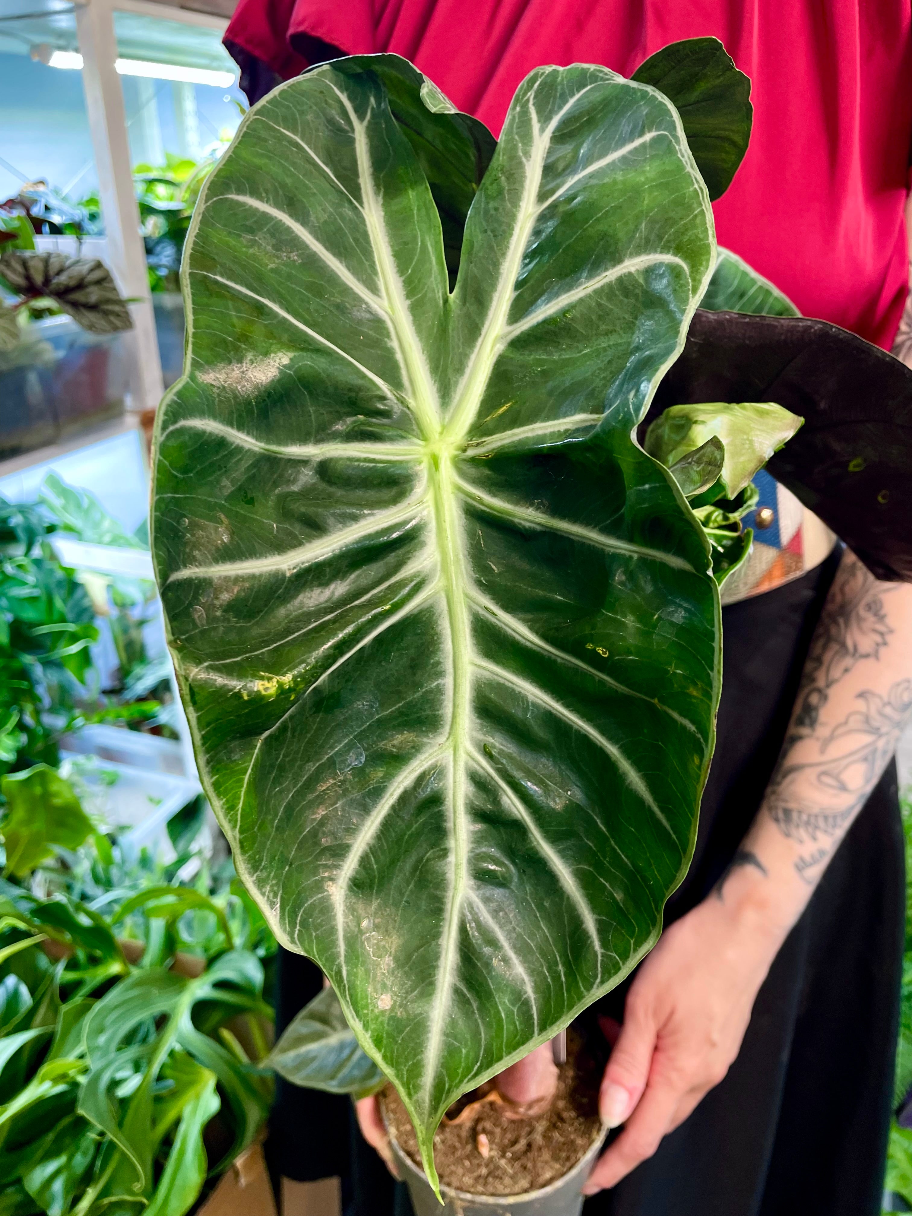 Alocasia Pink Dragon fi14