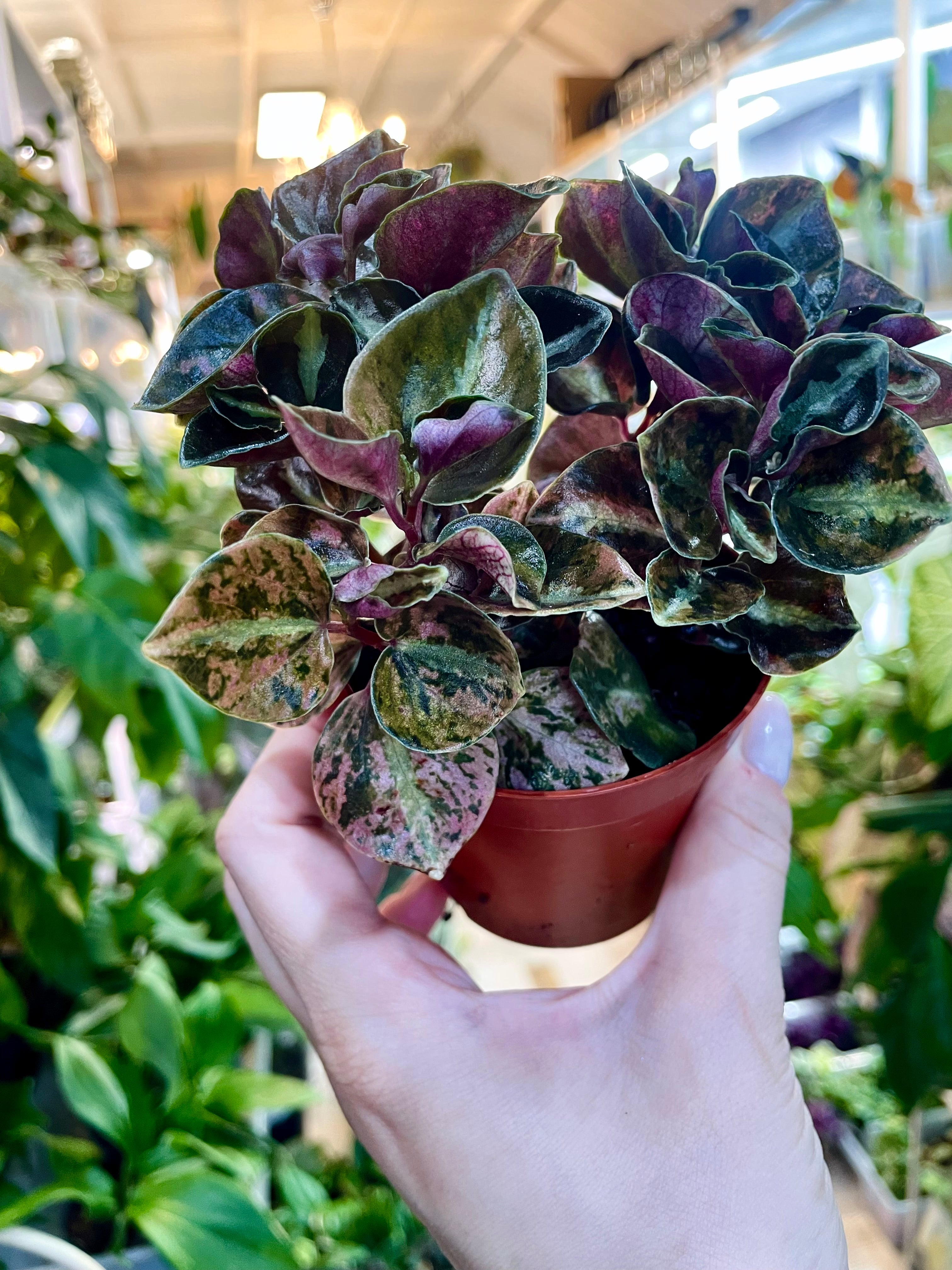 Peperomia 'Crème Brûlée' fi7