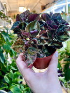 Peperomia 'Crème Brûlée' fi7