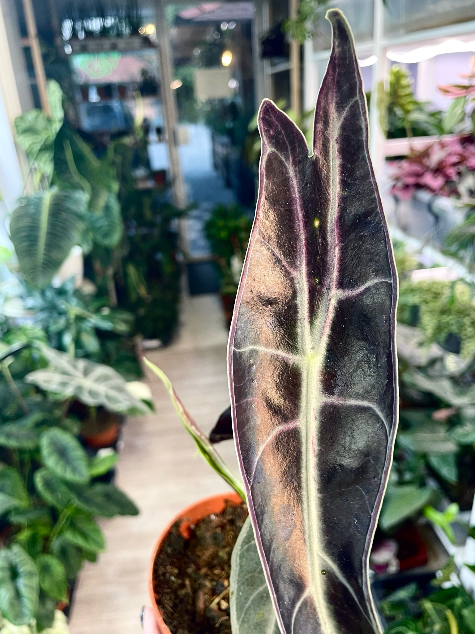 Alocasia Longiloba Purple