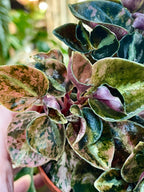 Peperomia 'Crème Brûlée' fi7
