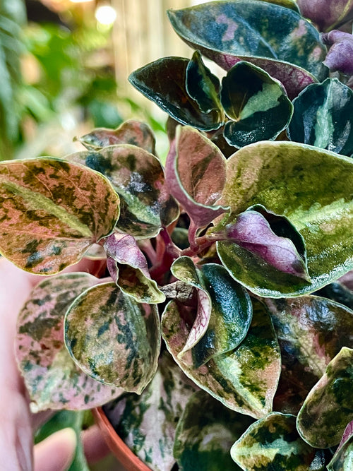 Peperomia 'Crème Brûlée' fi7