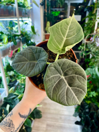 Alocasia Maharani 'Gray Dragon' fi8