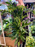 Epipremnum pinnatum Baltic blue kokos pole fi17
