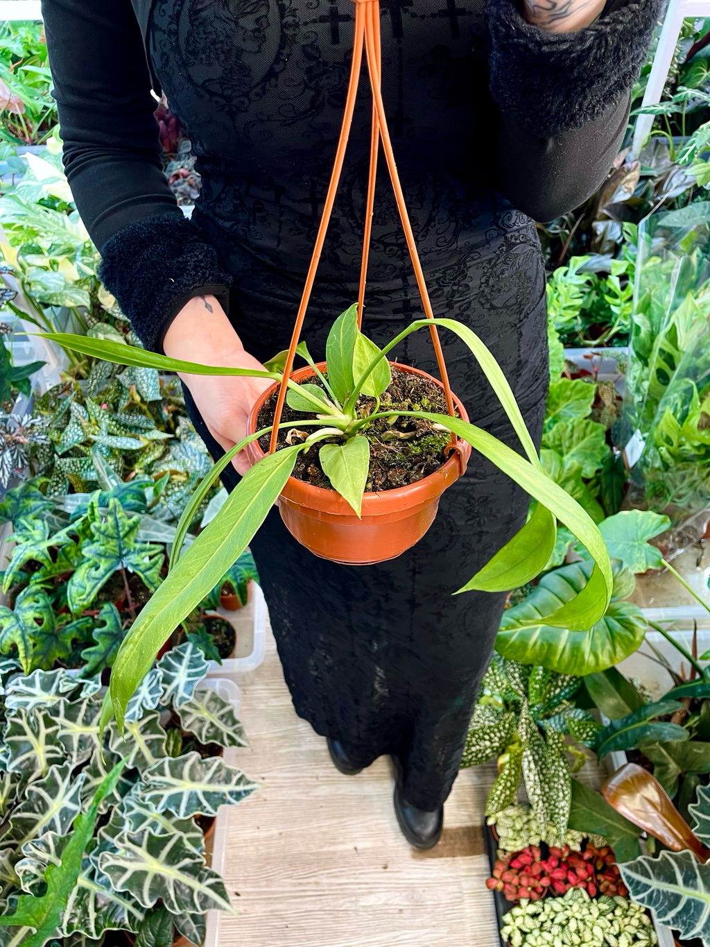 Anthurium vittarifolium visilica fi14