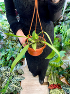 Anthurium vittarifolium visilica fi14