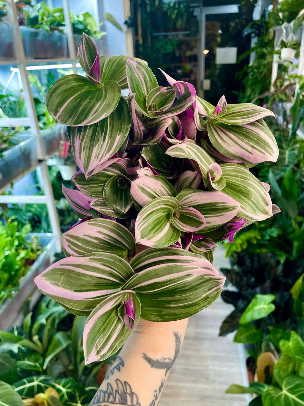 Tradescantia Albiflora 'Nanouk' fi12