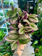 Tradescantia Albiflora 'Nanouk' fi12