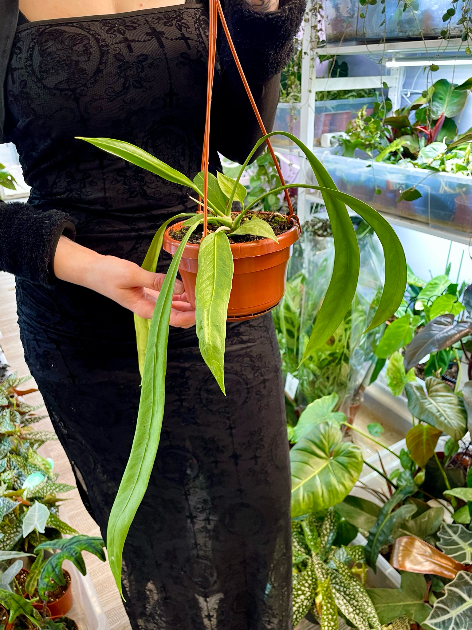 Anthurium vittarifolium visilica fi14