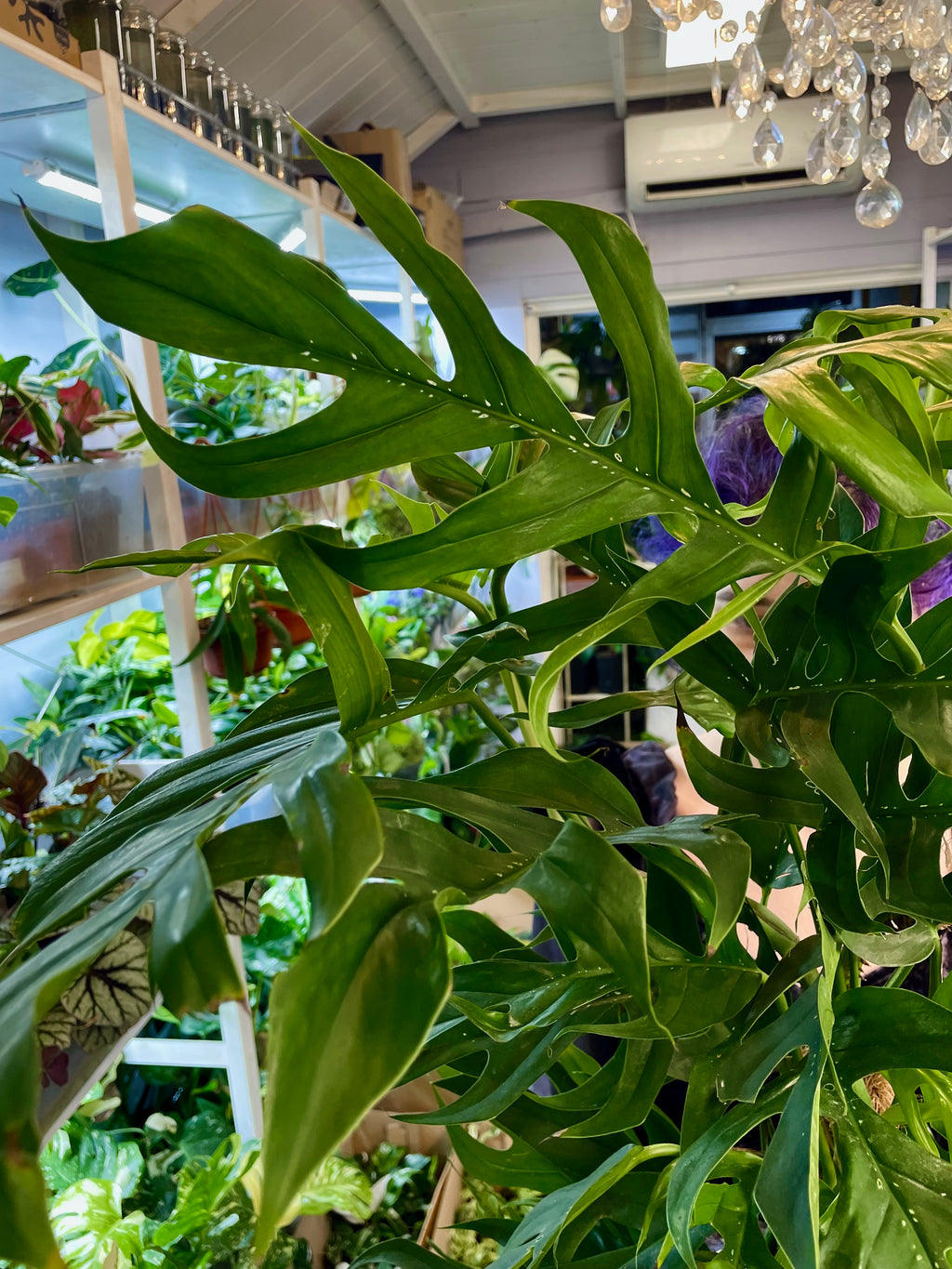 Epipremnum pinnatum Baltic blue kokos pole fi17
