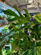 Epipremnum pinnatum Baltic blue kokos pole fi17