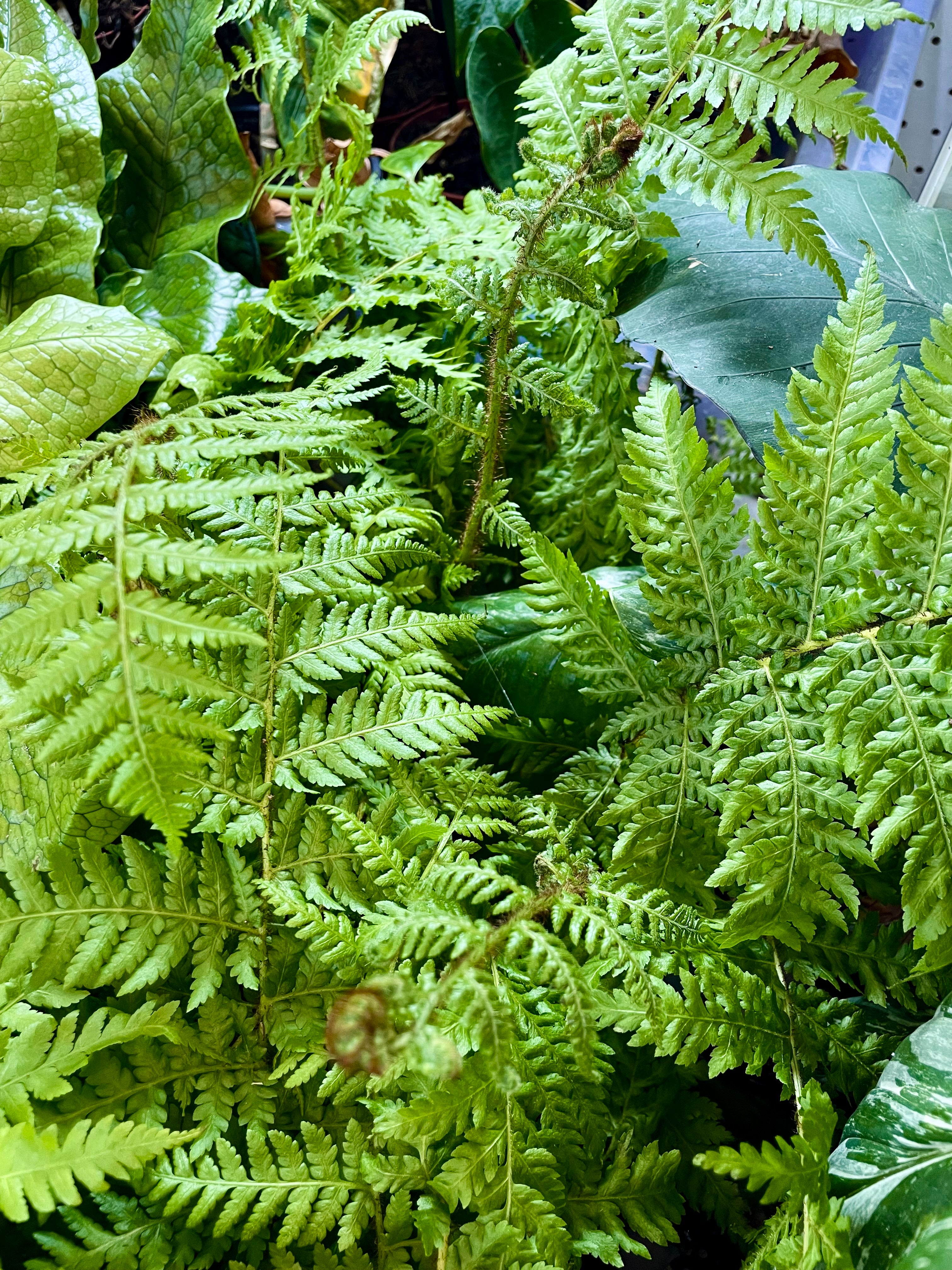 Cyathea cooperi Australska drvena paprat fi12