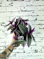 Tradescantia Albiflora 'Nanouk' fi12
