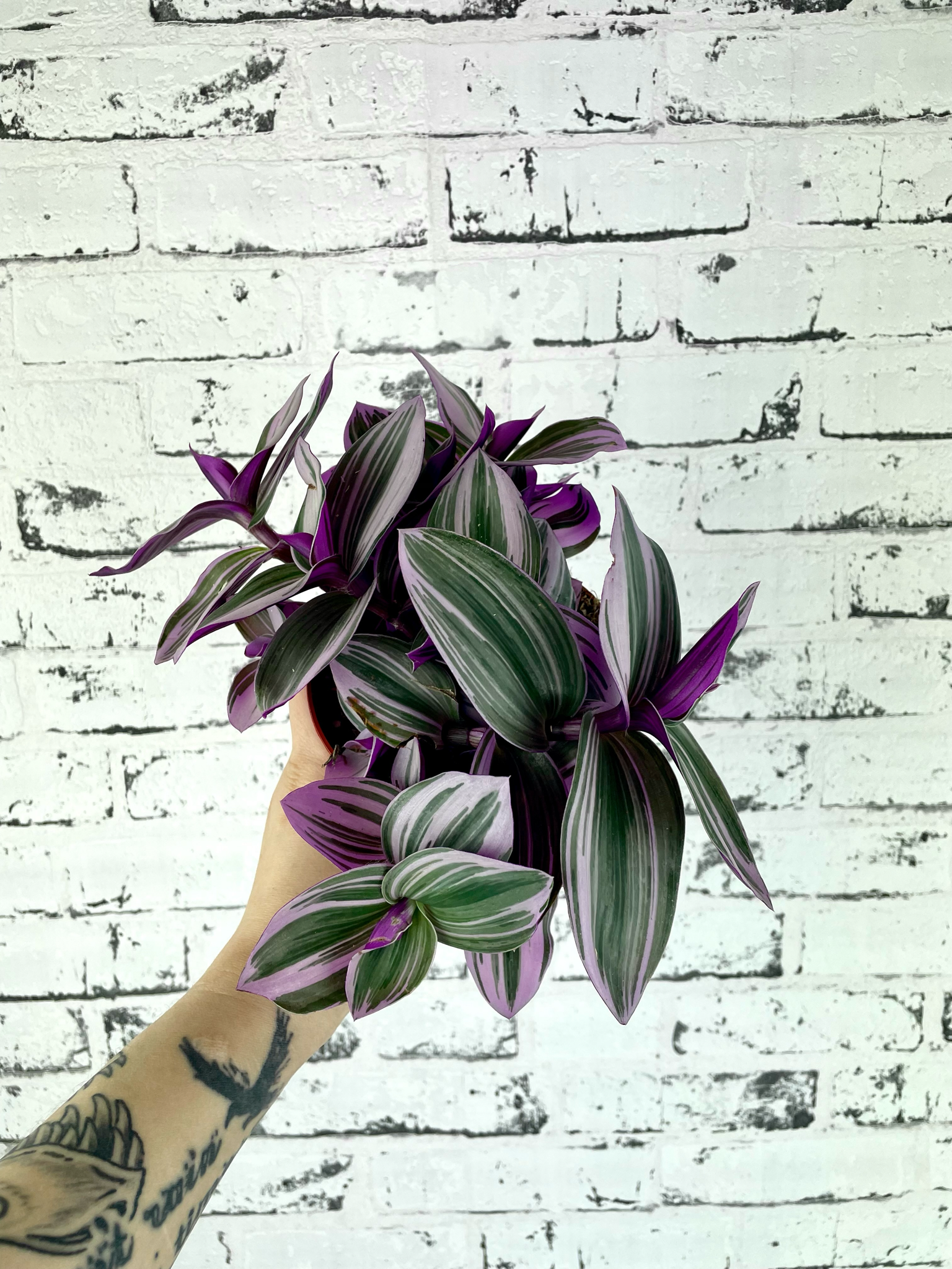 Tradescantia Albiflora 'Nanouk' fi12