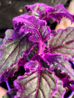 Gynura Purple Passion fi7