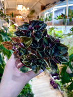 Peperomia 'Crème Brûlée' fi7