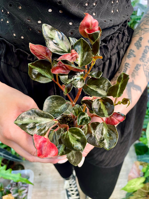 Peperomia Columbiana fi6
