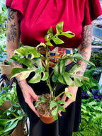 Rhaphidophora Tetrasperma variegata fi12