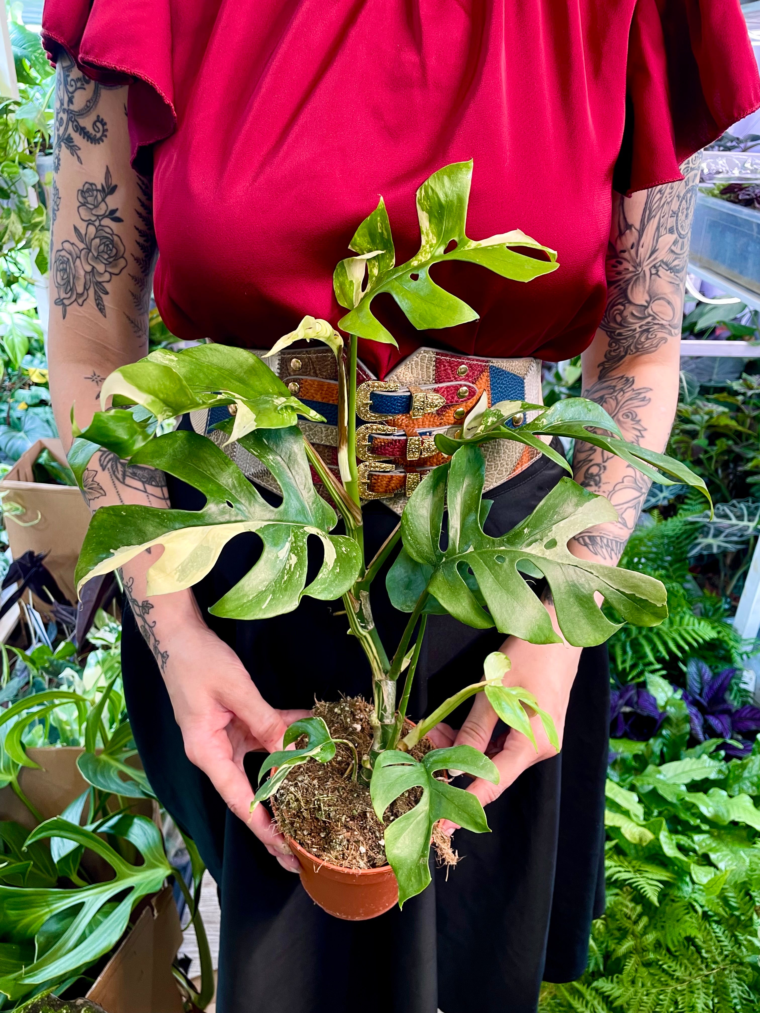 Rhaphidophora Tetrasperma variegata fi12