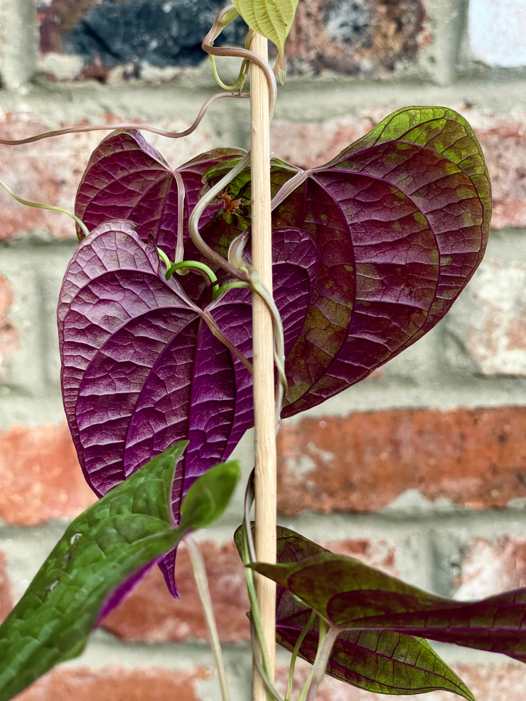 Dioscorea discolor fi7
