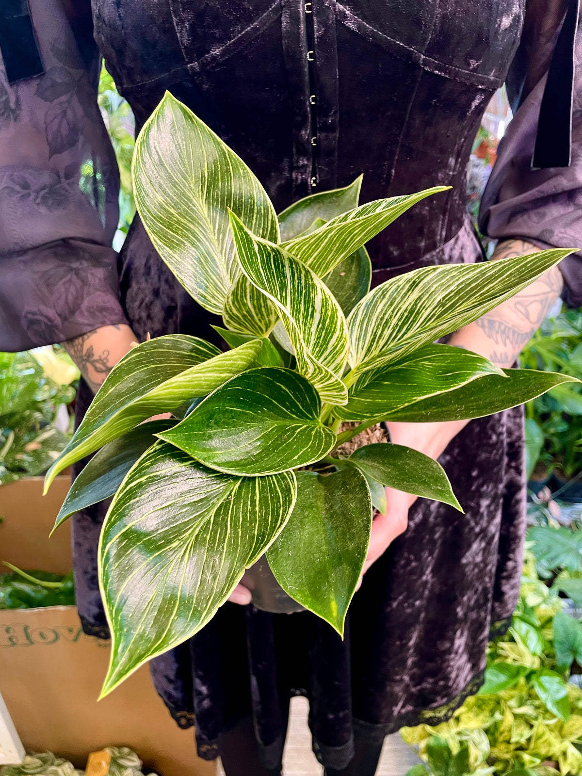 Philodendron Birkin fi14