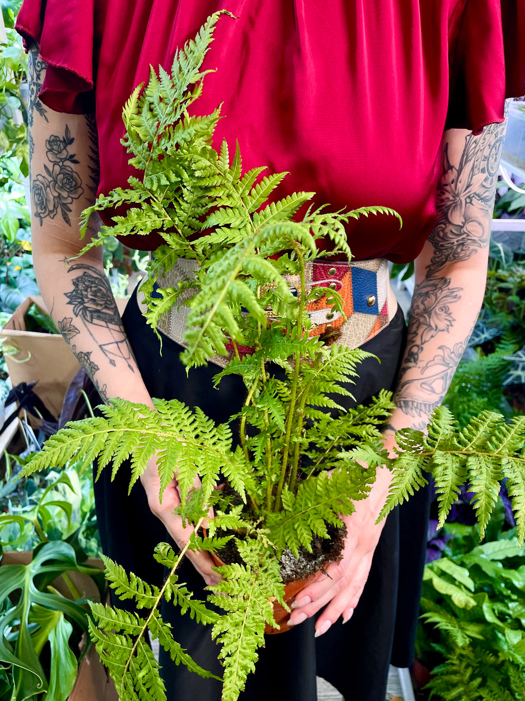 Cyathea cooperi Australska drvena paprat fi12