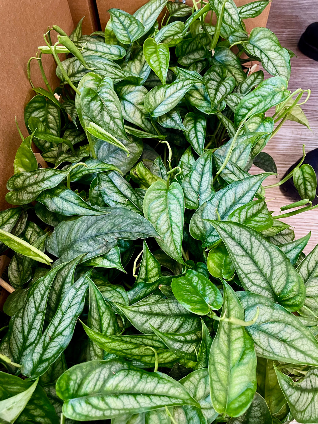 Monstera Siltepecana fi12