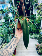 Anthurium Wendlingeri fi14