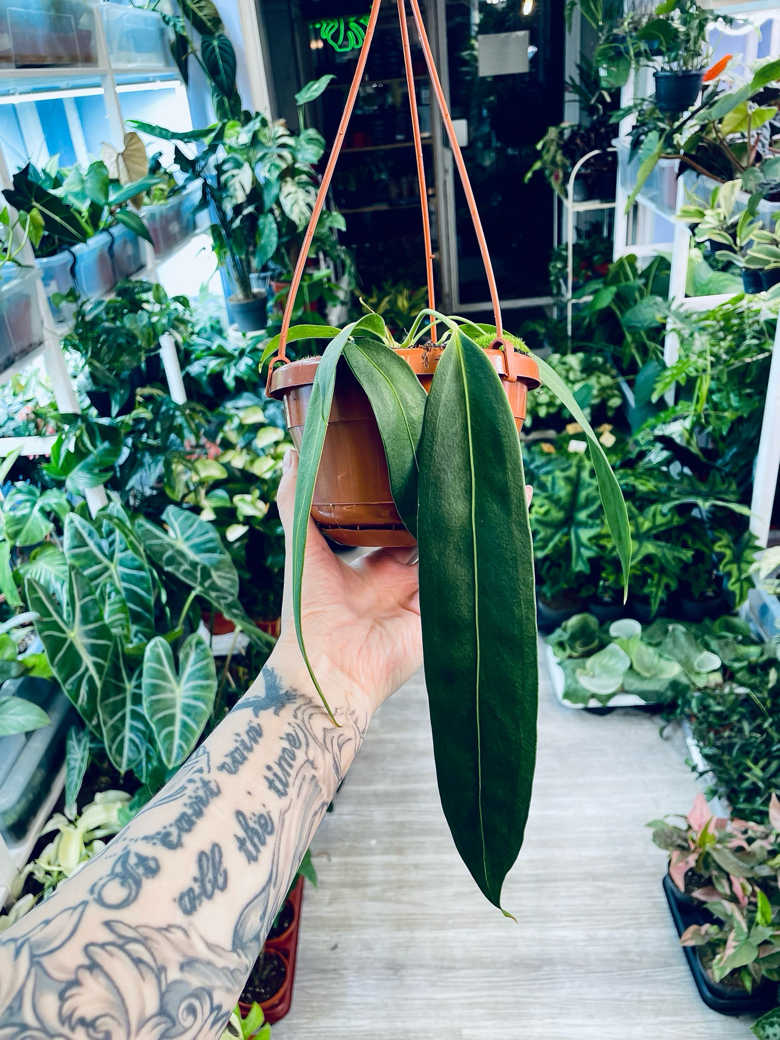 Anthurium Wendlingeri fi14