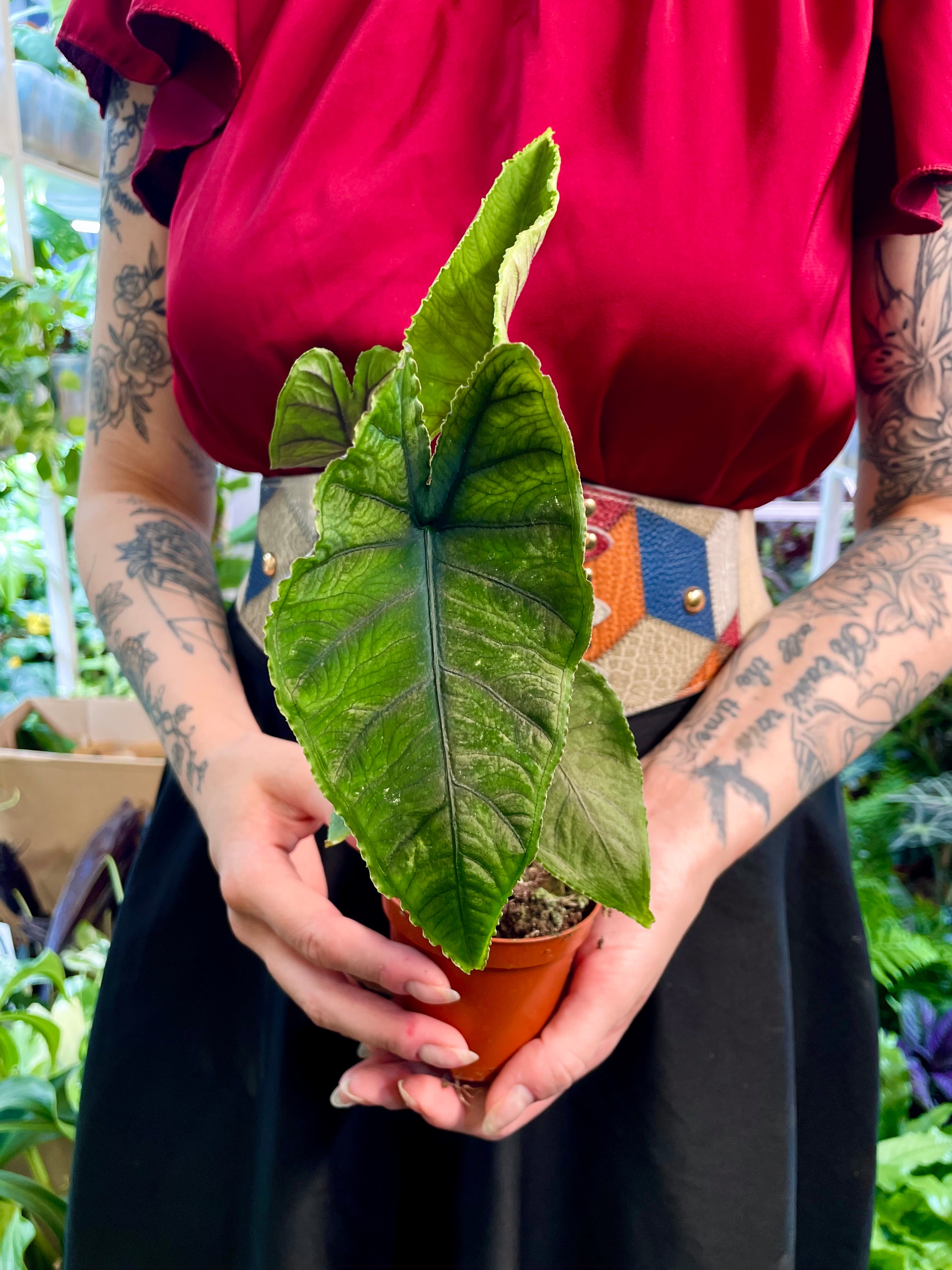 Alocasia Olanii fi8