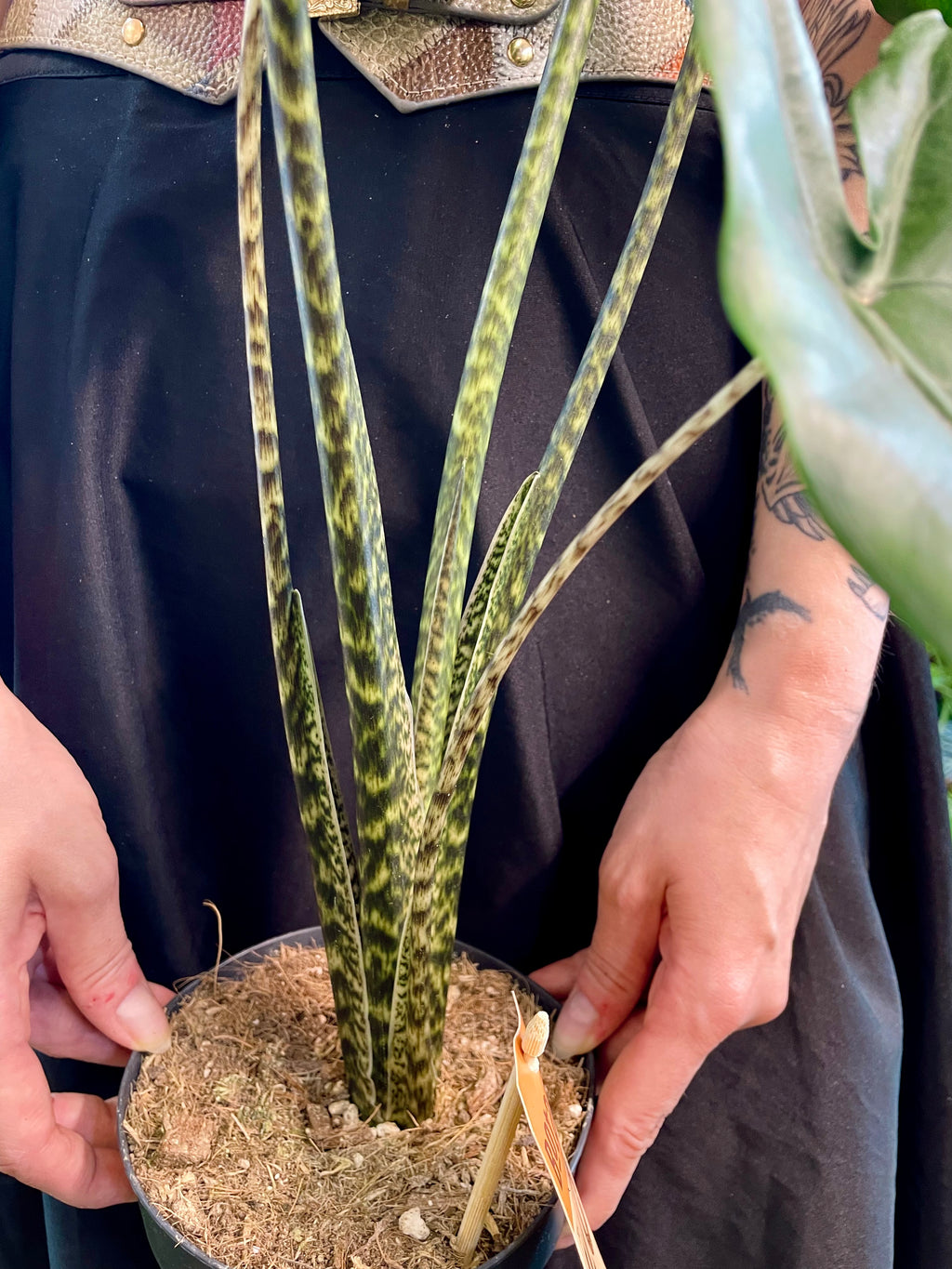 Alocasia Tigrina Superba fi14