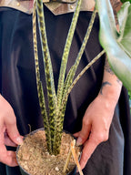 Alocasia Tigrina Superba fi14