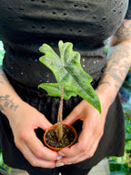 Alocasia Jacklyn fi6