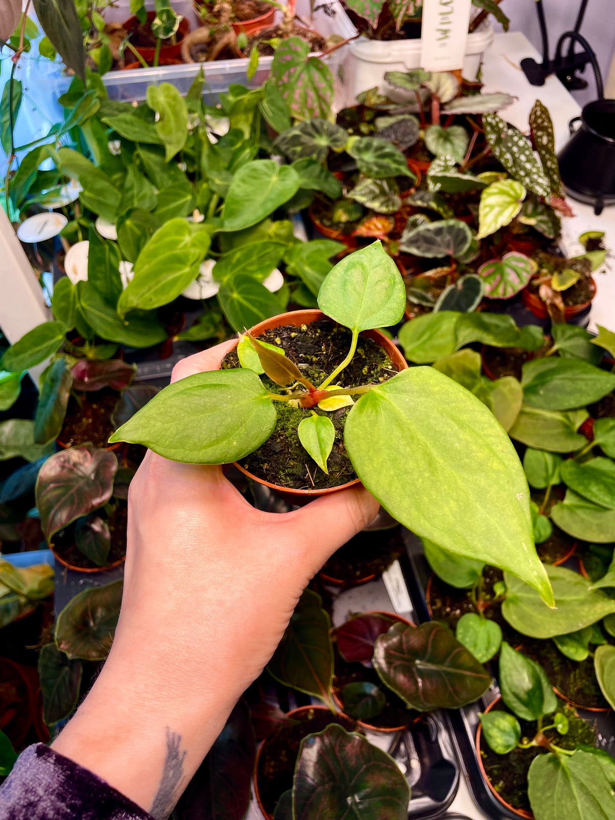 Anthurium Portillae fi8