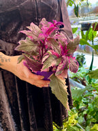Gynura Aurantiaca 'Purple Passion' variegata fi12