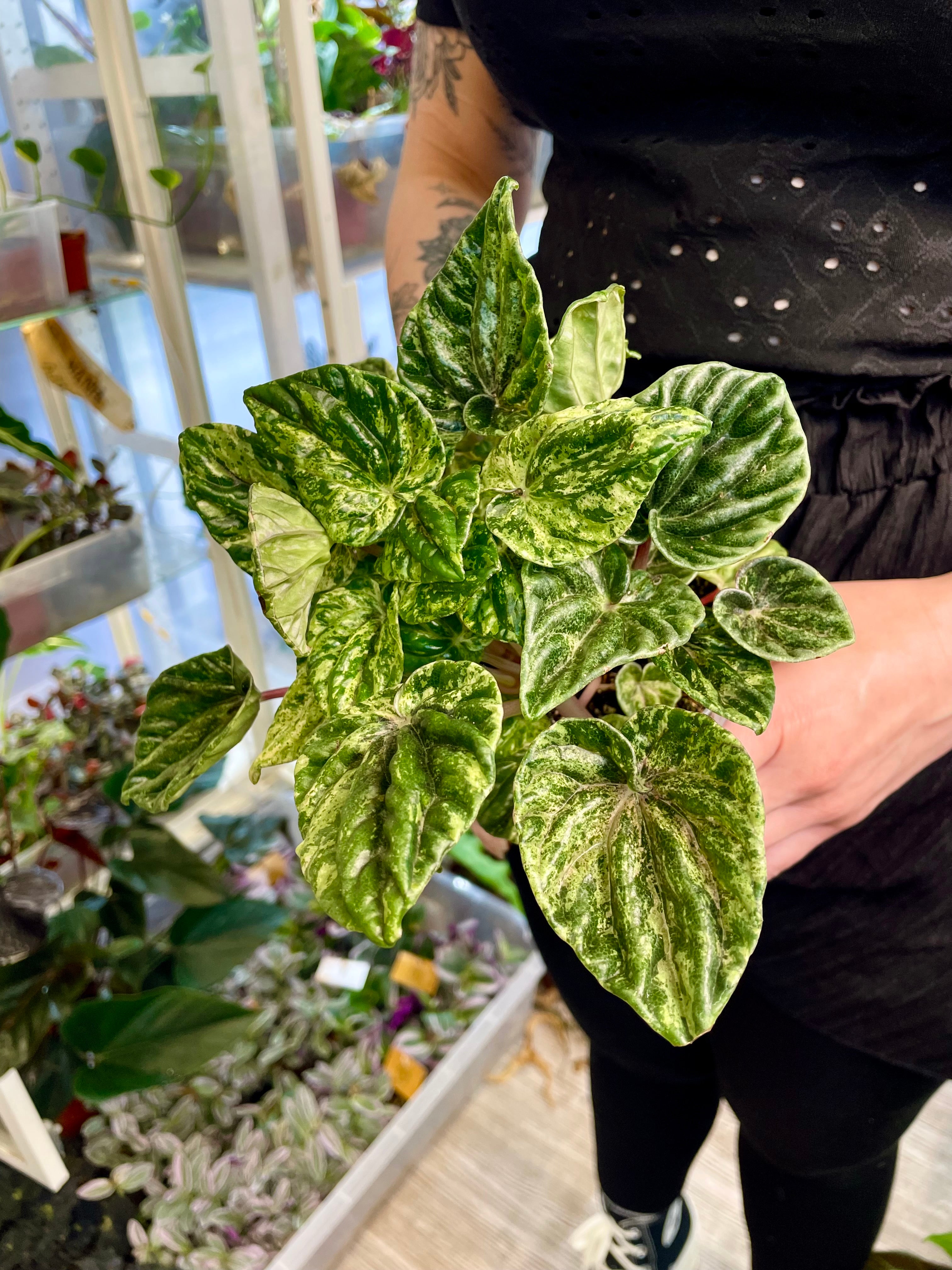 Peperomia Buenos Aires