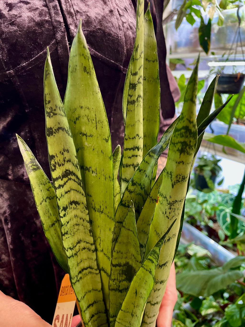 Sansevieria Spermint svekrvin jezik fi12