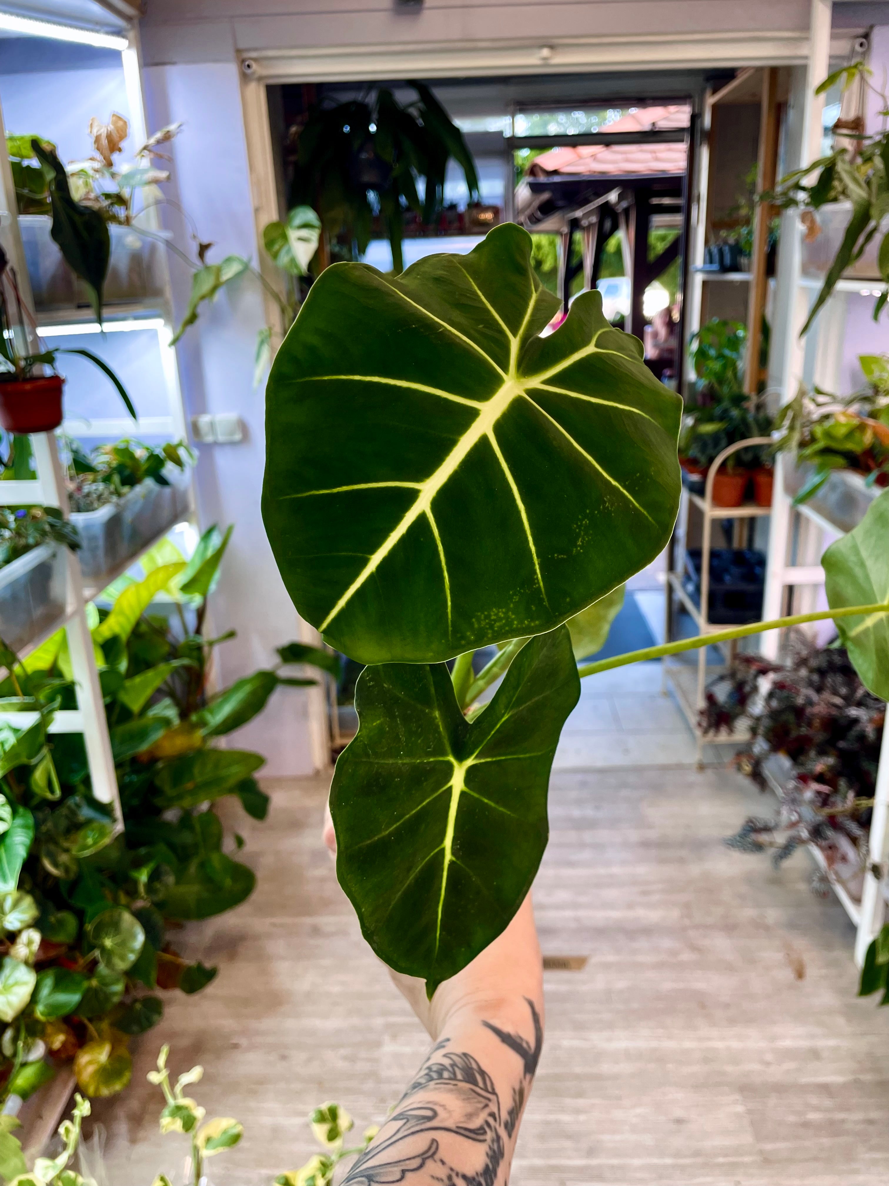 Alocasia Micholitziana Round Leaf fi8