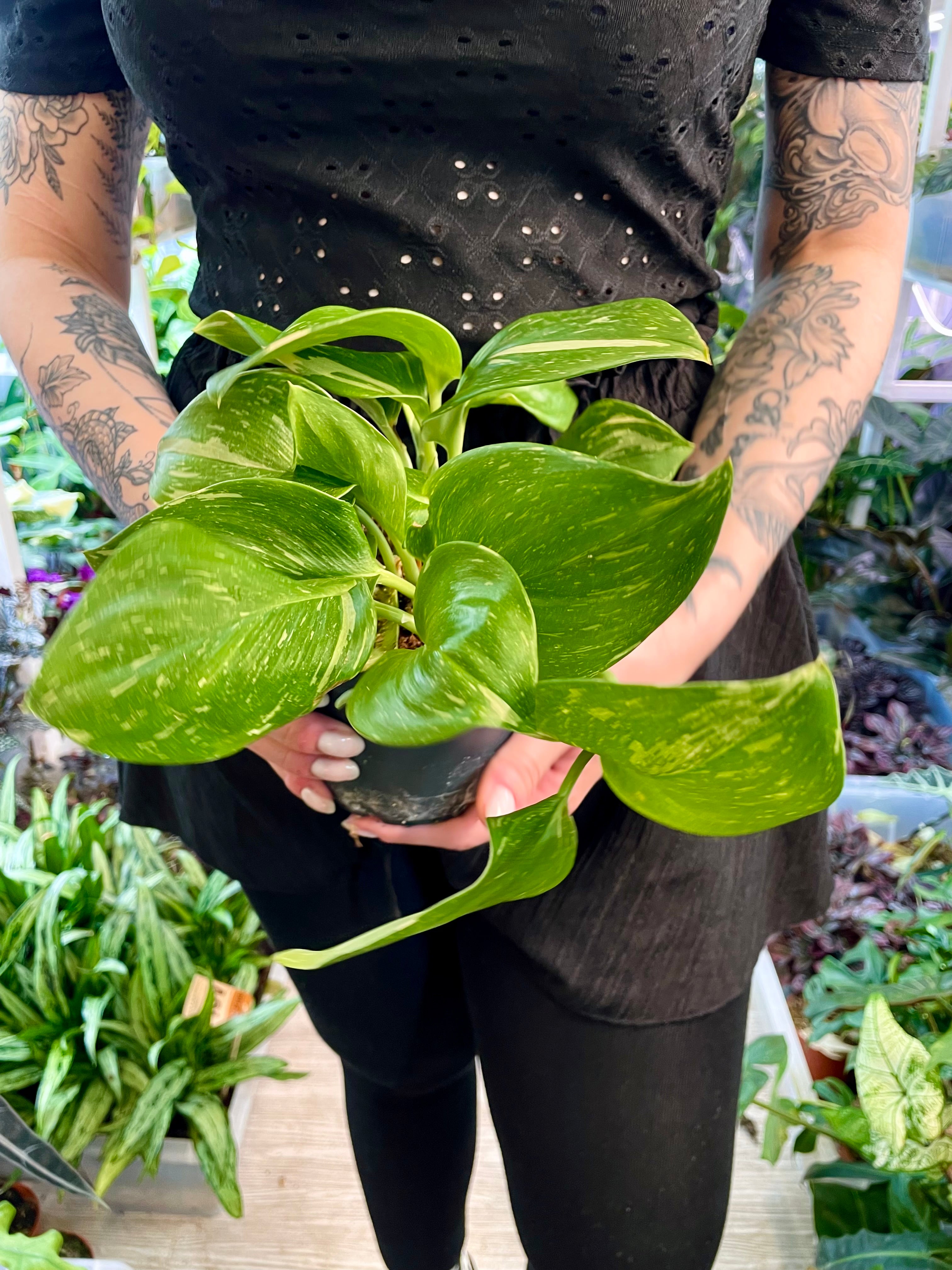 Scindapsus Rubicon fi12