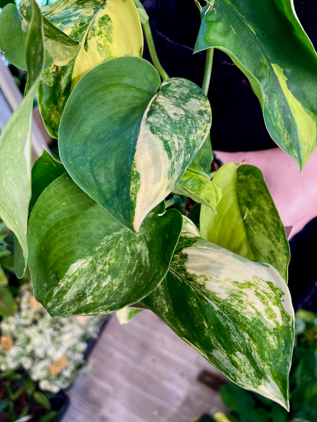 Scindapsus Jade Satin variegata fi12