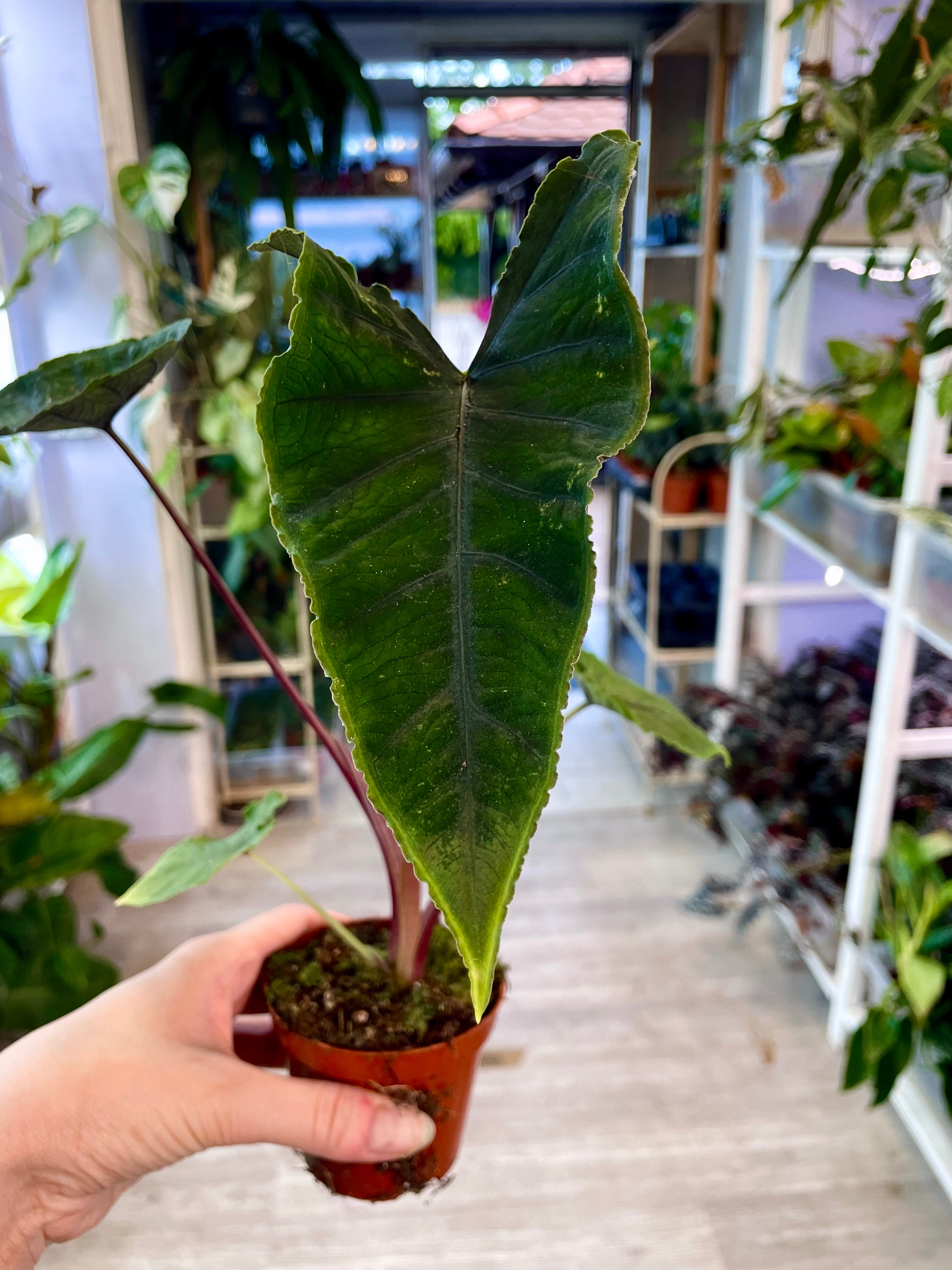 Alocasia Olanii fi8