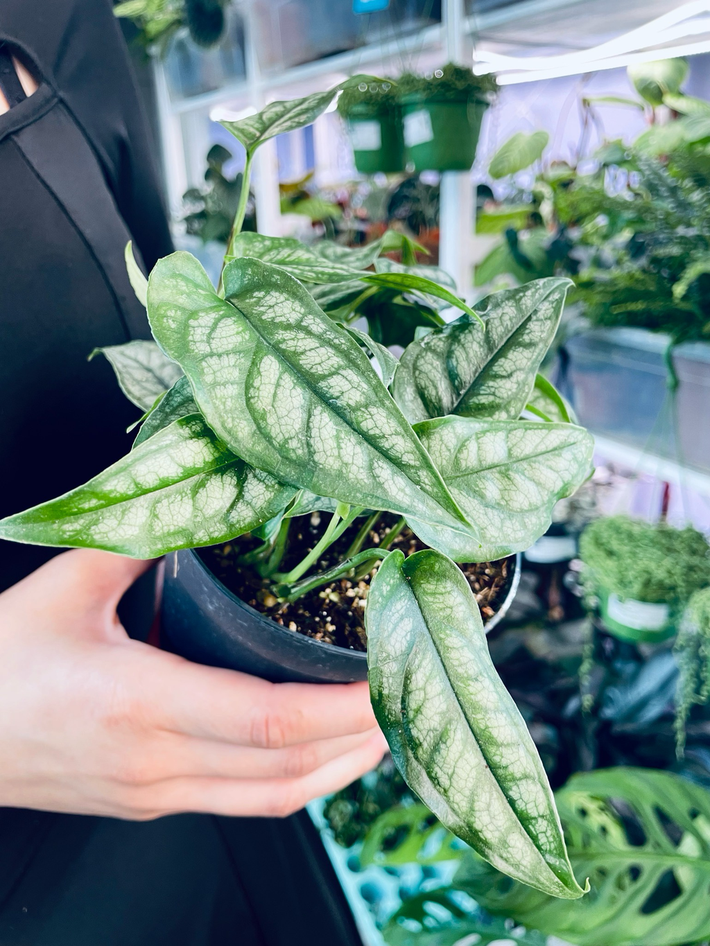Monstera Siltepecana fi12