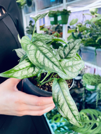 Monstera Siltepecana fi12
