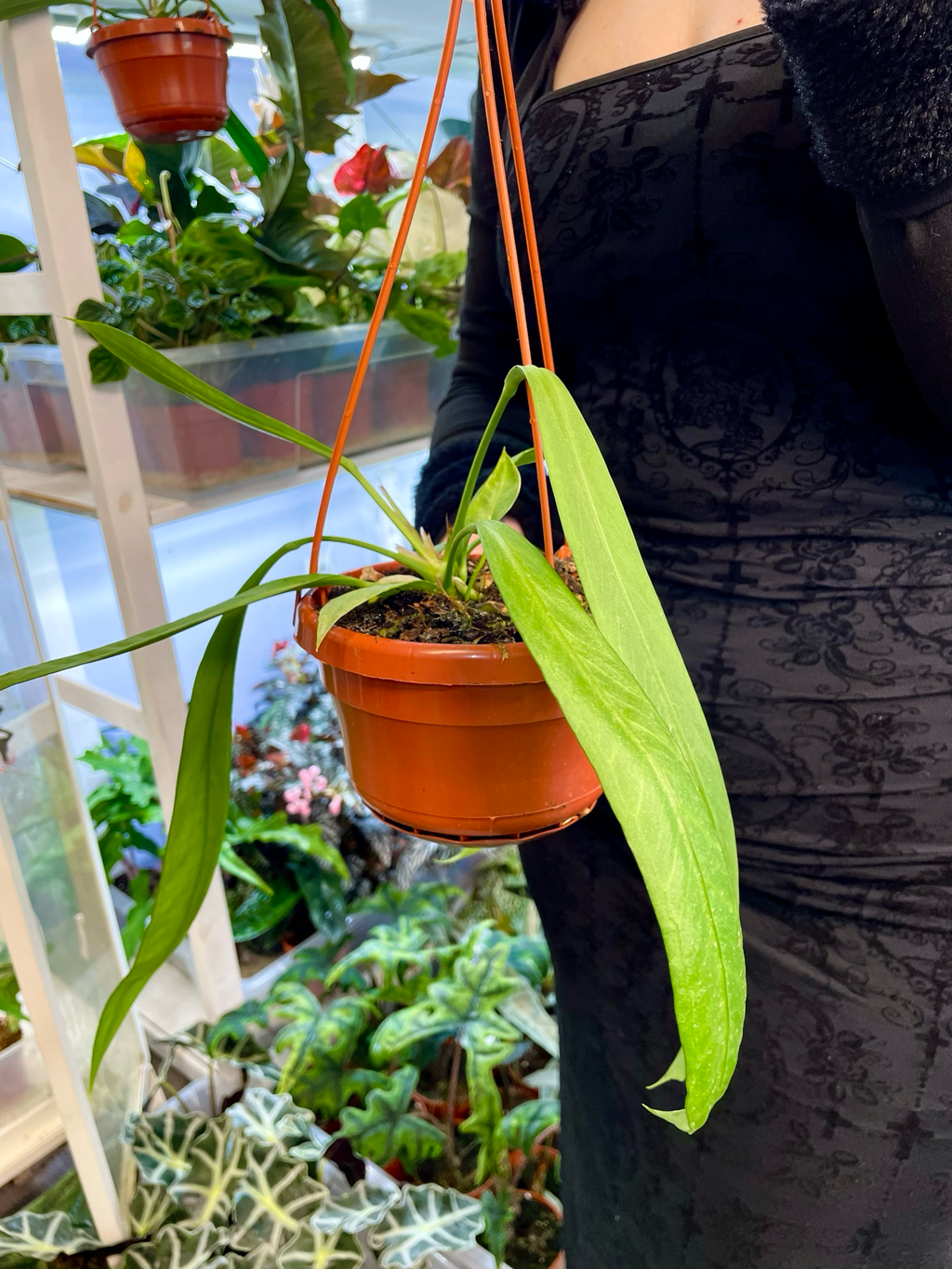 Anthurium vittarifolium visilica fi14