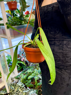 Anthurium vittarifolium visilica fi14
