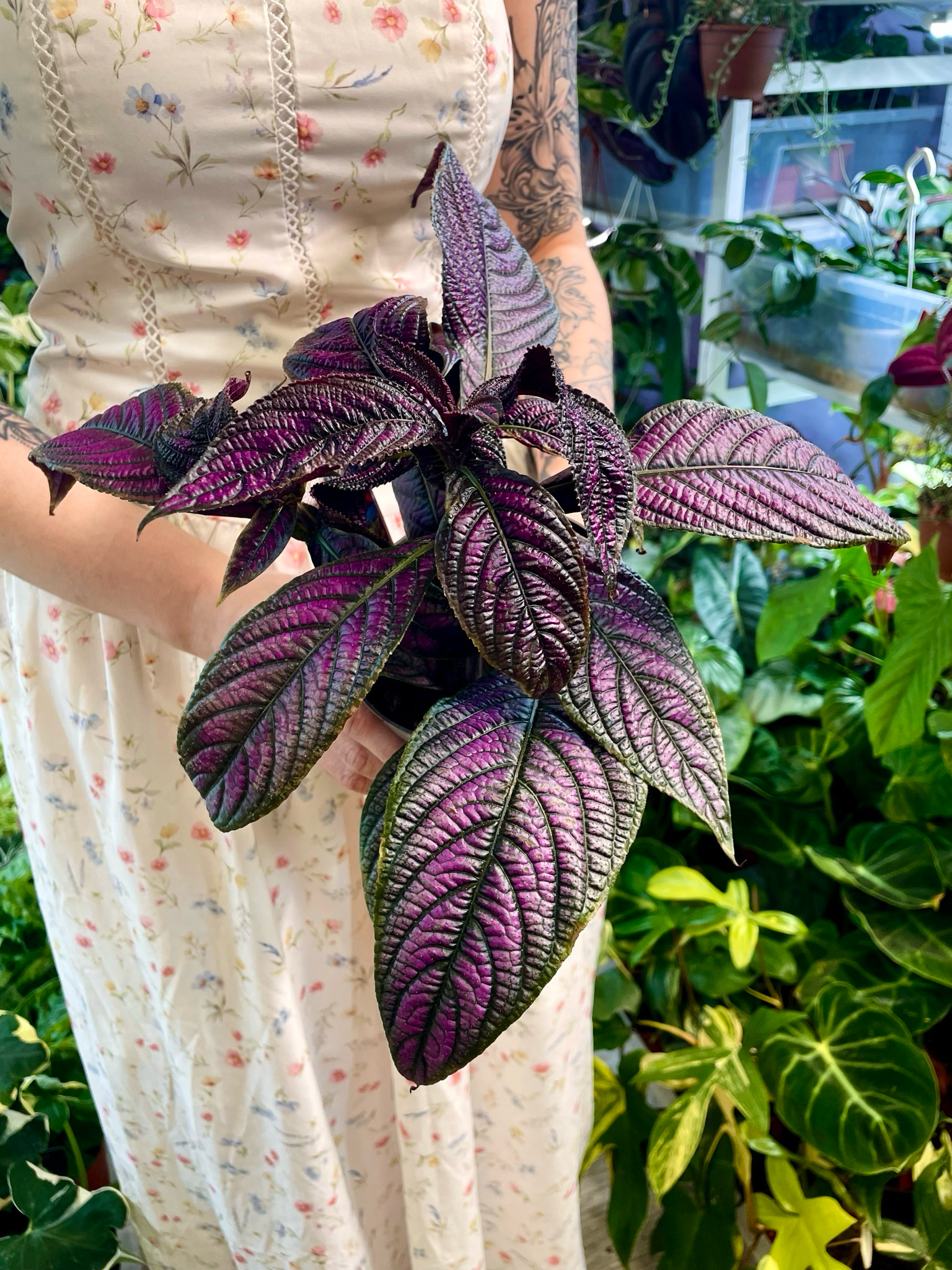 Strobilanthes Dyeriana Perzijski štit fi13
