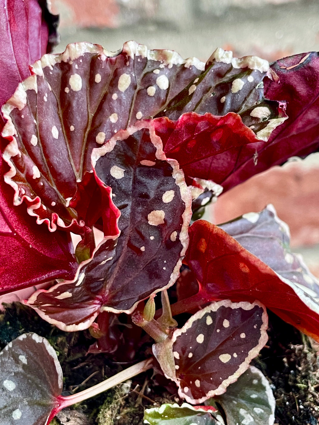 Begonia Fire Fly fi8
